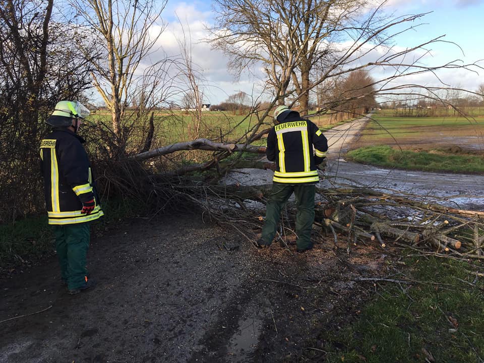 Mehr über den Artikel erfahren Baum auf Straße Horn